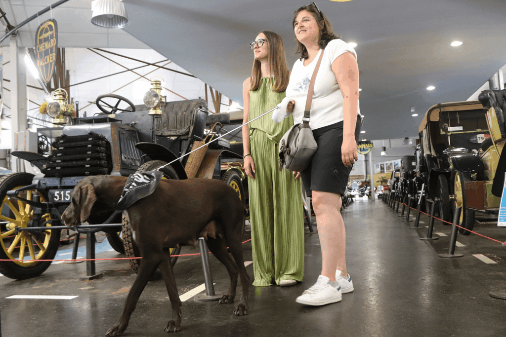 Visite du musée de l'automobile une visite dog friendly