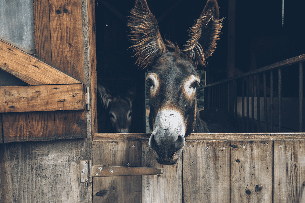 Un bel âne noir du Berry