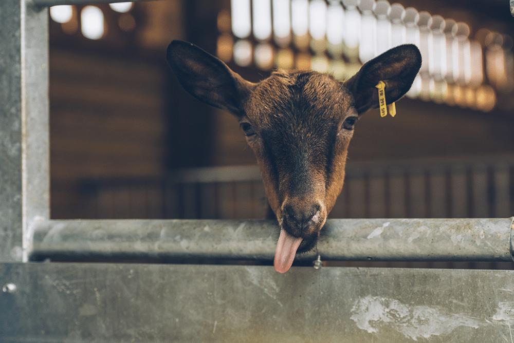 Chèvre qui tire la langue