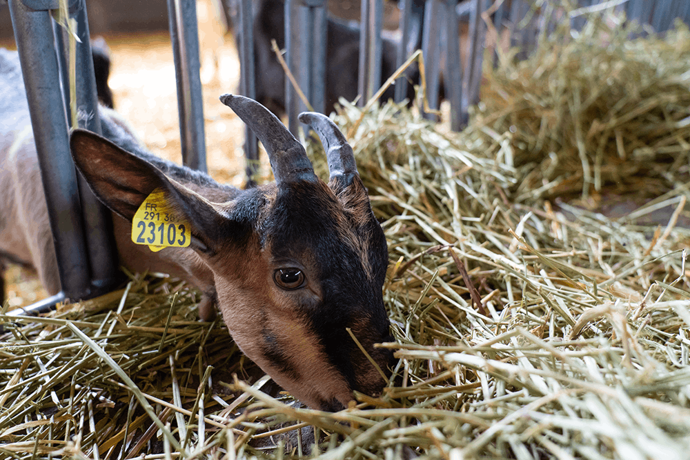 Chèvre dans une ferme de l'Indre